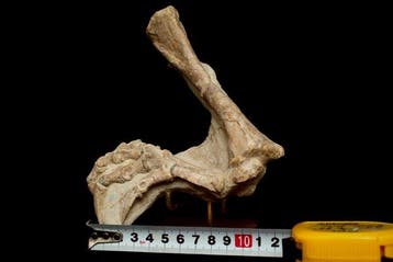 Fossiele matrix - Psittacosaurus foot - 14.5 cm - 13 cm, Verzamelen