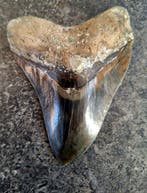 Megalodon - Fossiele tand - Otodus (Carcharocles) megalodon, Verzamelen