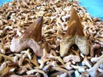 1500 dents de requin fossiles - Dent fossile (Sans prix de