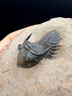 Trilobiet - Gefossiliseerd dier - Metacanthina isomourensis