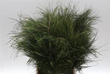 Casuarina bundel geschikt om te drogen, Nieuw