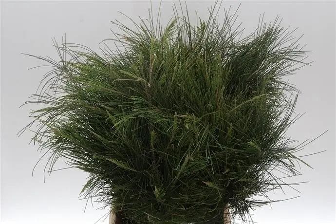 Casuarina bundel geschikt om te drogen, Maison & Meubles, Accessoires pour la Maison | Plantes & Fleurs artificielles