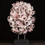 Cluster van zee-barnacles - Taxidermie volledige montage -