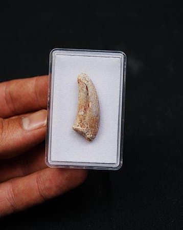 Dinosaurus - Gefossiliseerde klauw - Garra fósil