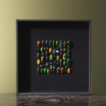 Kevers in Lijst Taxidermie Opgezette Dieren By Max, Verzamelen, Ophalen of Verzenden, Nieuw, Insect, Opgezet dier