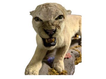 Puma Support de corps entier pour taxidermie - PUMA CONCOLOR