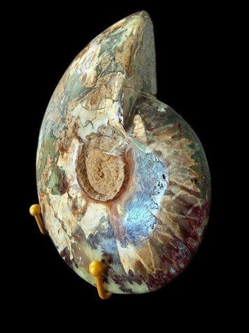 Cleoniceras besairiei - Gefossiliseerde schelp - 15 cm - 18, Verzamelen