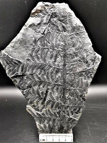 Varen - Gefossiliseerde plant - Alethopteris lonchitica