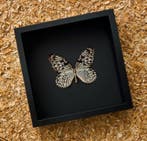 Vlinder Taxidermie volledige montage - Idea idea - 27 cm -