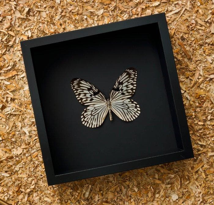 Vlinder Taxidermie volledige montage - Idea idea - 27 cm -, Antiquités & Art, Curiosités & Brocante