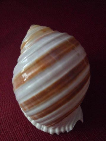 Escargot de mer Coquillage marin - S-475 TONNA SULCOSA (Sans, Verzamelen, Nieuw