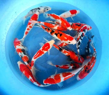 Hirasawa Marusei 27-34cm (Japanse Koi), Ophalen of Verzenden