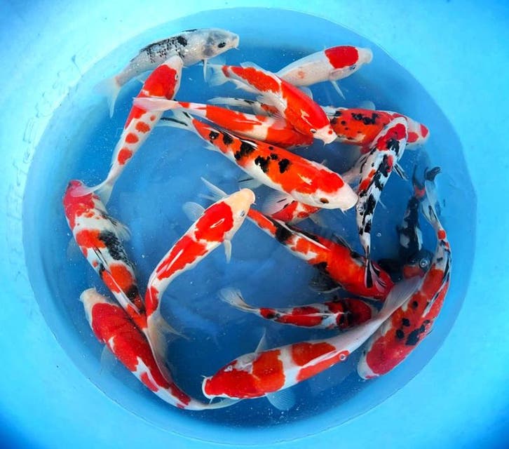 Hirasawa Marusei 27-34cm (Japanse Koi), Jardin & Terrasse, Étangs, Enlèvement ou Envoi