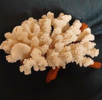 Rifkoraal Koraal - acropora humilis (Zonder minimumprijs)