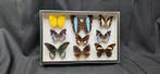 World multi butterflies ex French Mr Amédro Collection