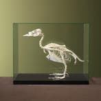 Zwarte Zee-eend Skelet Taxidermie Opgezette Dieren By Max, Ophalen of Verzenden, Opgezet dier