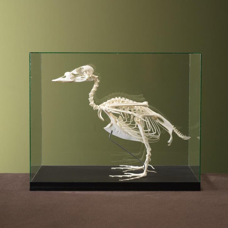 Zwarte Zee-eend Skelet Taxidermie Opgezette Dieren By Max, Collections, Collections Animaux, Enlèvement ou Envoi
