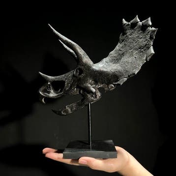 Geen minimumprijs - Replica van een Triceratops-dinosaurus