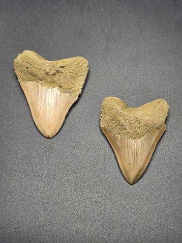 Megalodon - Fossiele tand - Megalodonte - set di 2 denti -