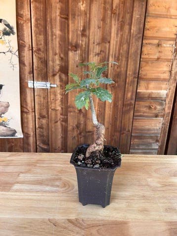 Oak bonsai (Quercus) - Hoogte (boom): 20 cm - Diepte (boom):