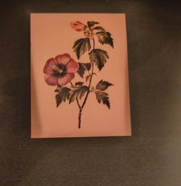 Lot with 4 botanical plates: Hibiscus Syriacus, Citrus