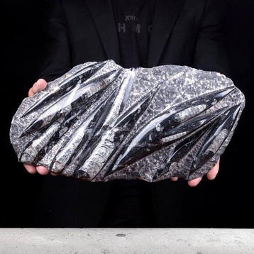 Fossiles anciens d’Orthoceras, céphalopodes Dalle polie