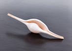 Belle coquille, objet de collection Coquillage marin - Volva, Nieuw