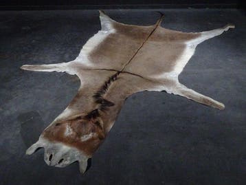 African Donkey Skin - Taxidermie wandmontage - Equus
