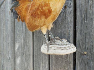 gedomesticeerde haan Taxidermie volledige montage - Gallus, Nieuw
