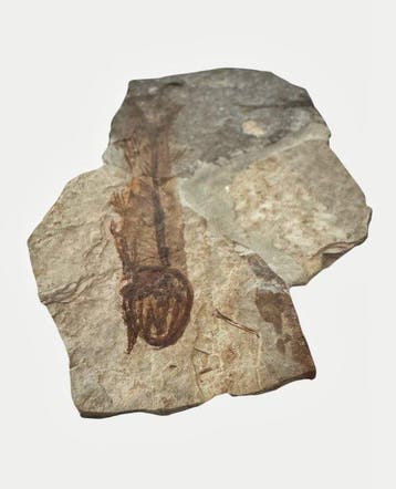 Vis - Gefossiliseerd dier - Fossil Fish from China
