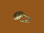 Zeldzaam gewicht om het figuurlijke goud te wegen. Krab. -