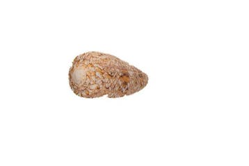 Australische rariteit: Conus victoriae f. nodulosus (47 mm), Nieuw