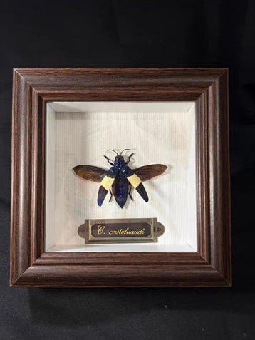 Chrysochroa castelnaudi Taxidermie wandmontage - Chrysochroa, Verzamelen, Nieuw