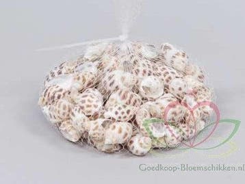 Babylonia Areolata schelpen 150 gram, Nieuw