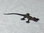 Pierre Chenet (XX-XXI) - Sculpture, Le Lézard - 7.5 cm -