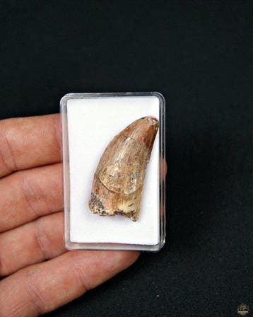 Dinosaurus - Fossiele tand - Carcharodontosaurus