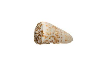 Escargot conique fascinant : lélégante Conus angasi comme, Nieuw