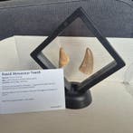 Mosasaure - Dent fossile - Unieke mosasaurus tanden Groot -
