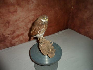 Braziliaanse dwerguil Taxidermie volledige montage -, Nieuw
