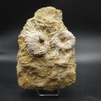 Zeldzame zee-egels - Fossiele plaatmatrix - Phymosoma