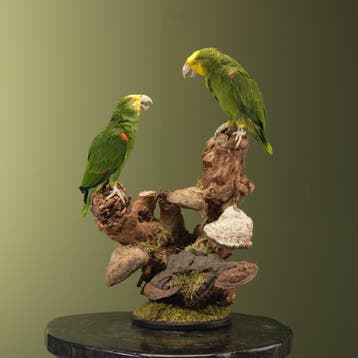 Geelkopamazone Koppel Taxidermie Opgezette Dieren By Max, Ophalen of Verzenden, Nieuw, Vogel, Opgezet dier