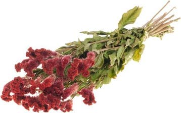 Celosia Rood Hanekam, Nieuw