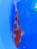 HQ Ochiba Singure van Yamaju 37cm (Japanse Koi), Ophalen of Verzenden