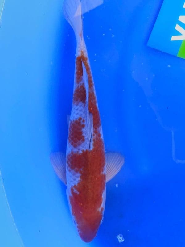 HQ Ochiba Singure van Yamaju 37cm (Japanse Koi), Tuin en Terras, Vijvers, Nieuw, Ophalen of Verzenden