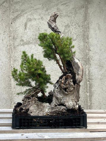Jeneverbes bonsai (Juniperus) - Hoogte (boom): 75 cm -
