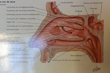 Schoolplaten - sloot & plas, rups, vleermuis en oor & neus,