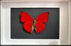 Vlinder Taxidermie volledige montage - Cymothoe Sangaris