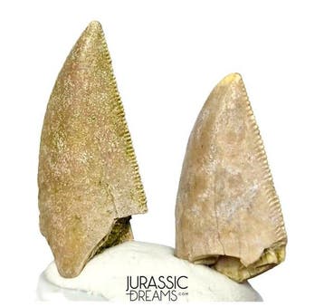 Ensemble de 2 belles dents de dinosaure Majungasaurus