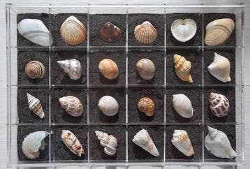 Verzamelde zeeschelpen Zeeschelp - Molusca (Zonder, Verzamelen, Nieuw