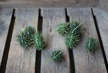 Cucumis Insignis sierkomkommertjes zaden, Nieuw